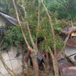 வேரோடு சாய்ந்தது மரம் – நானுஓயாவில் இரு வீடுகள் சேதம்!