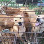 நாய் இறைச்சி குறித்து தென்கொரியா எடுத்துள்ள முடிவு……!