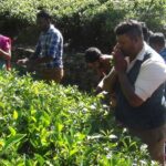 புத்தாண்டில் தேயிலை மரத்துக்கு பூஜை…!