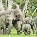 2023 இல் இலங்கையில் யானைகளுக்கு ஏற்பட்ட நிலை – வெளியான அதிர்ச்சி தகவல்