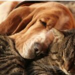 நாய், பூனைக்கு பல கோடி மதிப்புள்ள சொத்துகளை உயில் எழுதி வைத்த பெண்!