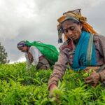 தோட்டத் தொழிலாளர்களின் சம்பளம் குறித்து சபையில் வெளியான தகவல்….