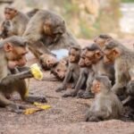 இலங்கை குரங்குகளுக்காக காத்திருக்கும் சீனா…!