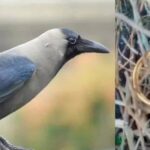 வடை அல்ல…..தங்கத்தை களவாடிய காகம் – கேரளாவில் வினோத சம்பவம்