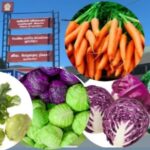 மரக்கறி விலை மேலும் வீழ்ச்சி!