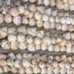 3,620 சங்குகளுடன் ஒருவர் கைது!