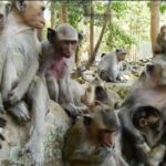 அமெரிக்காவில் குரங்குகளுக்கு 200 ஏக்கரில் குட்டி நகரம்!