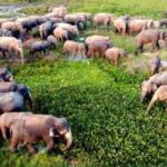 அம்பாறையில் உணவு தேடி படையெடுக்கும் யானைகள்