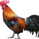 யானையா, மொட்டா ? இம்முறை எந்த கூட்டுக்குள் ‘சேவல்’?