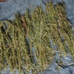 நுவரெலியாவில் மிகவும் சூட்சுமமான முறையில் கஞ்சா விற்றுவந்த சகோதரர்கள் கைது!