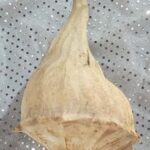 வலம்புரி சங்கு கடத்திய தேரர் உட்பட இருவர் கைது!