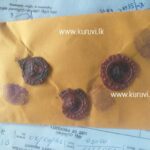 சுற்றுலா வழிகாட்டி போதைப்பொருளுடன் நானுஓயாவில் கைது!