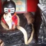 சிவலிங்கத்தை தரிசிக்கும் வெள்ளை நாகம் – யாழில் பக்திமயம்….!