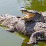 மீன்பிடிக்கச் சென்றவரை வேட்டையாடியது முதலை!