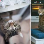 பூனையின் செயலால் சீனாவில் பற்றி எரிந்த வீடு