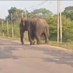 வாகனங்களை வழிமறித்து யானைகள் அட்டகாசம்