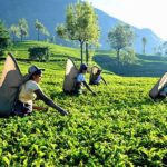 கடும் வறட்சி: தேயிலை விளைச்சல் வீழ்ச்சி!