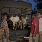 காவலாளிகளை தாக்கிவிட்டு 35 ஆடுகள் கொள்ளை: ஒருவர் கைது!
