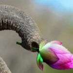 மொட்டு சின்னத்தில் களமிறங்குவாரா ரணில்?