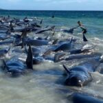 ஆஸ்திரேலியாவில் கூட்டம் கூட்டமாக கரை ஒதுங்கிய திமிங்கலங்கள்