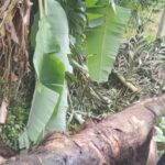 மரம் முறிந்து விழுந்ததில் ஒருவர் பலி!
