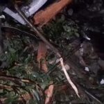 மரம் முறிந்து விழுந்து பெண் பலி: இருவர் காயம்