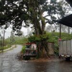 மரணபீதியை ஏற்படுத்தியுள்ள மரம்!