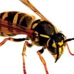 குளவிக்கொட்டுக்கு இலக்காகி நபரொருவர் பலி