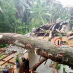 சீரற்ற காலநிலையால் உயிரிழந்தோர் எண்ணிக்கை 12 ஆக அதிகரிப்பு