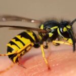 குளவிக்கொட்டு: இரு மாணவர்கள் பாதிப்பு