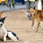 விசர் நாய்க்கடிக்கு இலக்கான சிறுமி உயிரிழப்பு