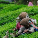 ரூ. 1700 இற்கு இடைக்கால தடை!