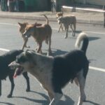 பசறை நகரில் கட்டாக்காலி நாய்களின் தொல்லை அதிகரிப்பு