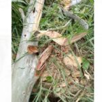 நமுனுகுலவில் மரம் விழுந்து ஒருவர் பலி!