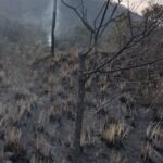 காட்டு தீயால் 3 ஏக்கர் வனப்பகுதி நாசம்