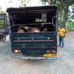 மாடு கடத்திய கும்பலுக்கு வலை