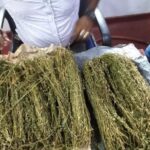 கஞ்சாவுடன் இரு இளைஞர்கள் கைது!