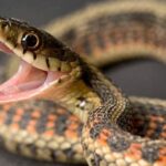 கொழுந்து பறித்த பெண் பாம்பு தீண்டி பலி! பசறையில் சோகம்!!