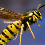 குளவிக்கொட்டு: ஏழு தொழிலாளர்கள் பாதிப்பு