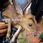 வழி தவறிய மான் குட்டியை காப்பாற்றிய வளர்ப்பு நாய்! புளியாவத்தையில் நெகிழ்ச்சி சம்பவம்!!