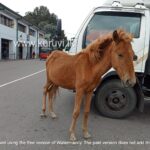நுவரெலியாவில் மட்டக்குதிரைகளால் தொல்லை ! விபத்துகளும் அதிகரிப்பு!!