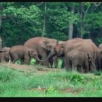 சிம்பாப்வேயில் கடும் வறட்சி: யானைகளைக் கொன்று சாப்பிட ஒப்புதல்