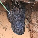 தேயிலை தோட்டத்திலிருந்து சிறுத்தைக் குட்டி மீட்பு