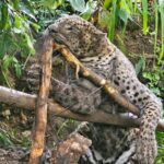 மஸ்கெலியாவில் கம்பி வலையில் சிக்கிய சிறுத்தை