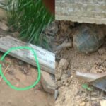 ஹாலிஎல பகுதியில் கைக்குண்டு மீட்பு