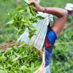 தோட்டத் தொழிலாளர்களுக்கு ரூ. 25,000 தீபாவளிக் கொடுப்பனவு!