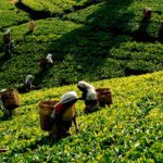 தேயிலை ஏற்றுமதி வருமானம் அதிகரிப்பு