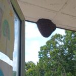 குளவிக் கூட்டால் பாடசாலைக்கு விடுமுறை!