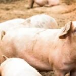 வெள்ளையரின் பண்ணைக்குள் நுழைந்த கறுப்பின பெண்கள் கொலை!