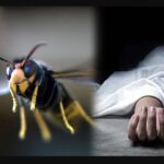 குளவிக்கொட்டுக்கு இலக்காகி தோட்ட தொழிலாளி பலி: ஹப்புத்தளையில் சோகம்